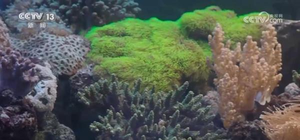 我国海洋生态环境保护与恢复取得显著成就 珍稀物种频频现身