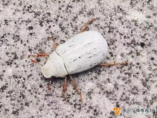 首次发现！粉歪鳃金龟长这样→
