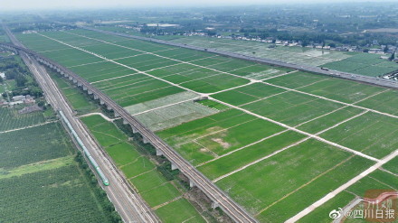 整整齐齐！航拍视角看眉山千亩农田美如画