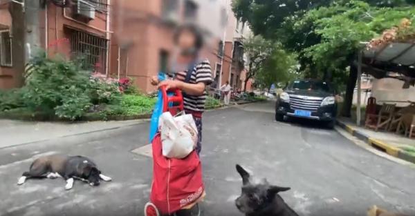 上海一小区居民被流浪狗追着跑，频遭扑咬！爱宠人士的投喂是“罪魁祸首”？
