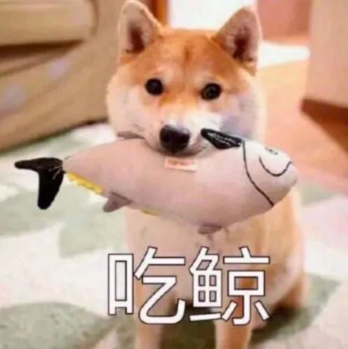 上海一小区居民被流浪狗追着跑，频遭扑咬！爱宠人士的投喂是“罪魁祸首”？