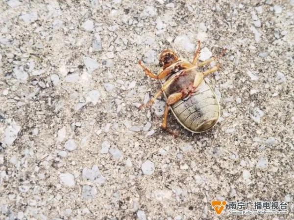 首次发现！粉歪鳃金龟长这样→