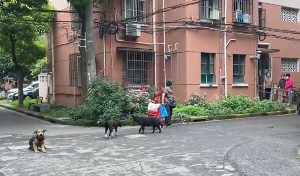 上海一小区居民被流浪狗追着跑，频遭扑咬！爱宠人士的投喂是“罪魁祸首”？