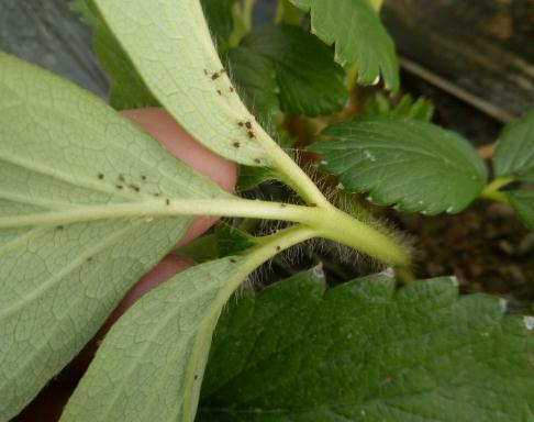 好烦!最近几天“油旱牛牛”肆虐,对人体有害吗? 好烦!最近几天“油旱牛牛”肆虐,对人体有害吗?
