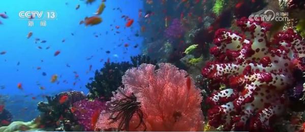 我国海洋生态环境保护与恢复取得显著成就 珍稀物种频频现身