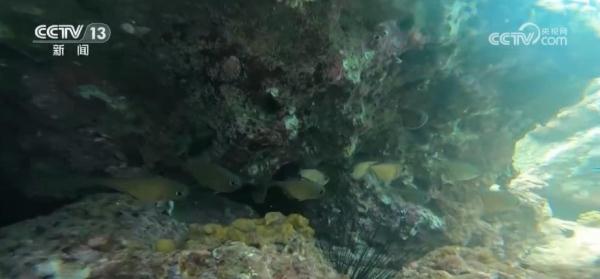 我国海洋生态环境保护与恢复取得显著成就 珍稀物种频频现身