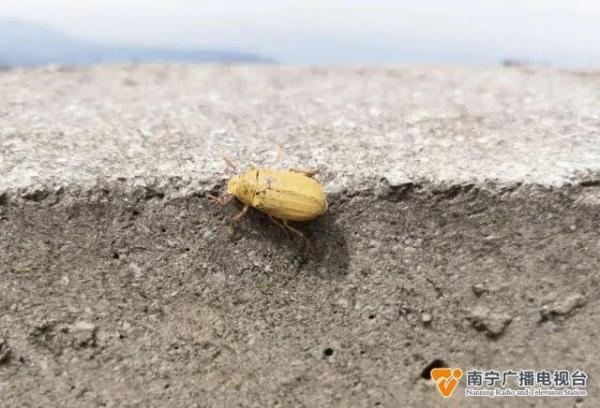 首次发现！粉歪鳃金龟长这样→