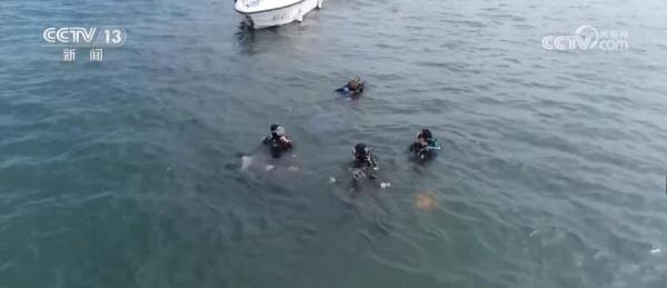 我国海洋生态环境保护与恢复取得显著成就 珍稀物种频频现身