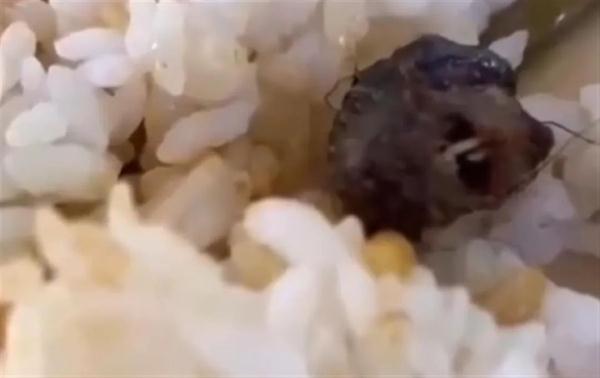 高校食堂吃出疑似老鼠头？教育厅介入调查