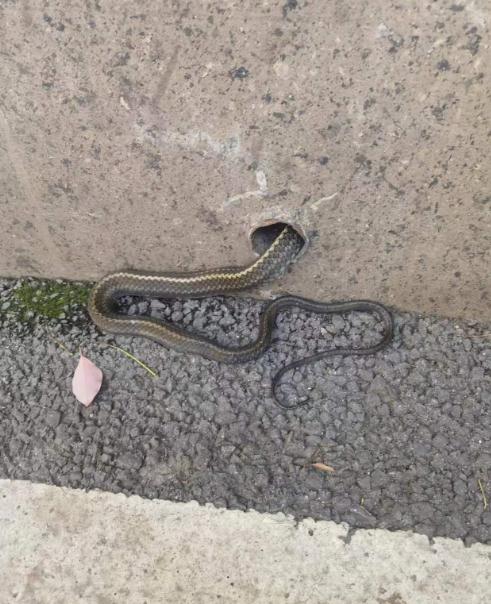 吓人!合肥一小区惊现!专家:正高峰期 吓人!合肥一小区惊现!专家:正高峰期