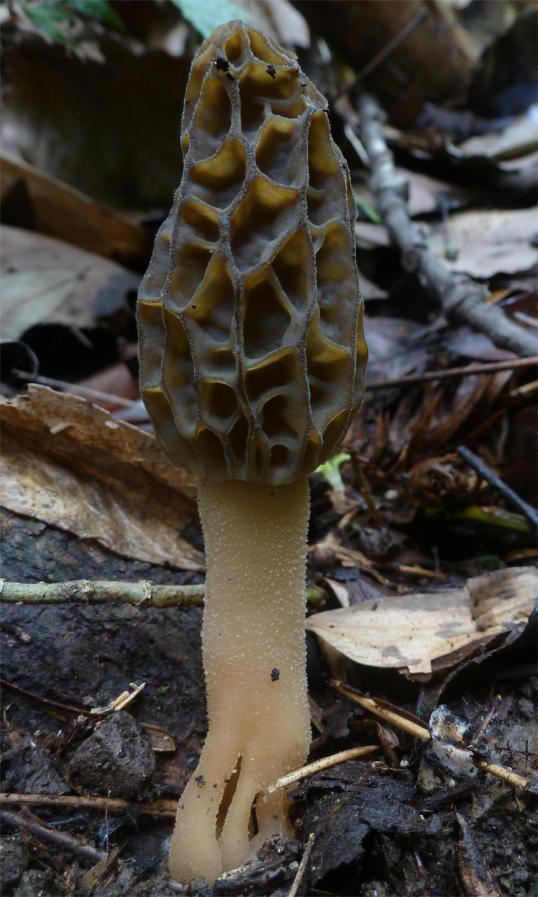 重庆首次发现可供栽培的本地野生羊肚菌物种