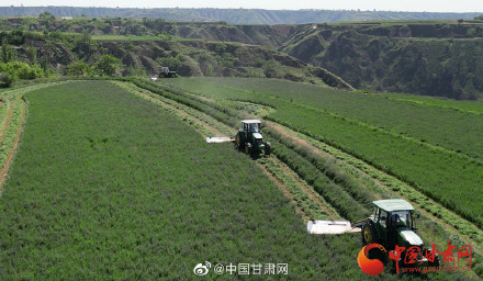 陇拍客|环县：百万亩紫花苜蓿开镰收割