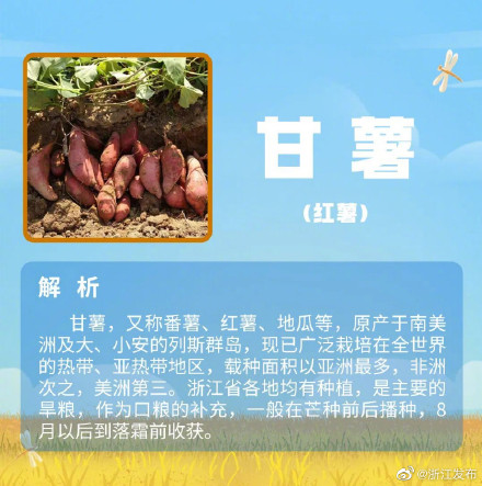 夏粮收什么?小麦以外的夏粮,你还知道哪些? 夏粮收什么?小麦以外的夏粮,你还知道哪些?