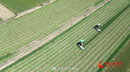 陇拍客|环县：百万亩紫花苜蓿开镰收割