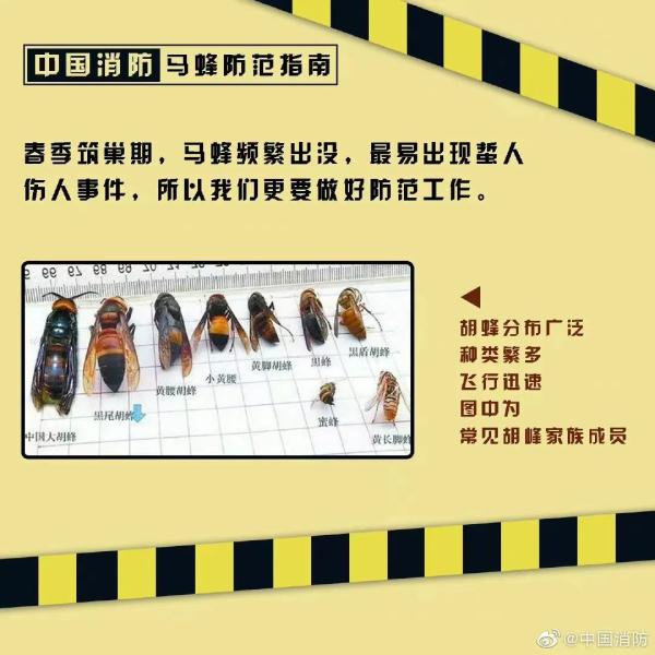 蜂出没，请注意，消防员化身“清蜂侠”
