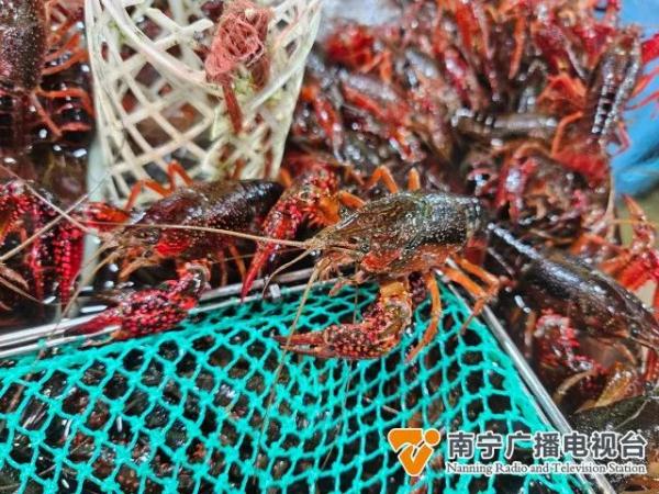 小龙虾正当季，过敏体质人群请谨慎食用