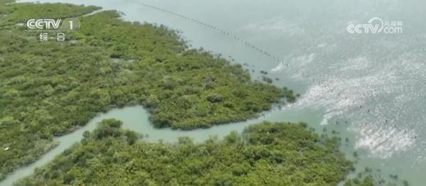 守护海洋家园 我国海洋生物多样性显著提高 生态环境状况稳中趋好