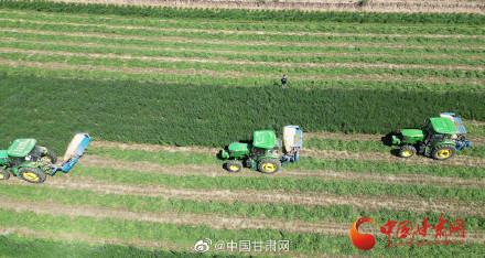 陇拍客|环县：百万亩紫花苜蓿开镰收割