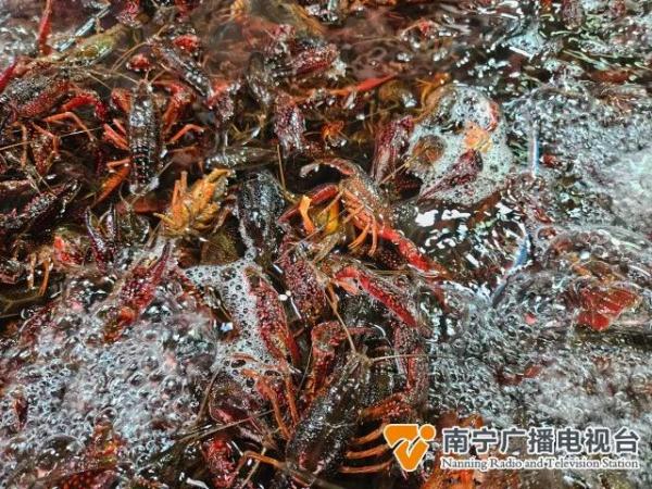 小龙虾正当季，过敏体质人群请谨慎食用