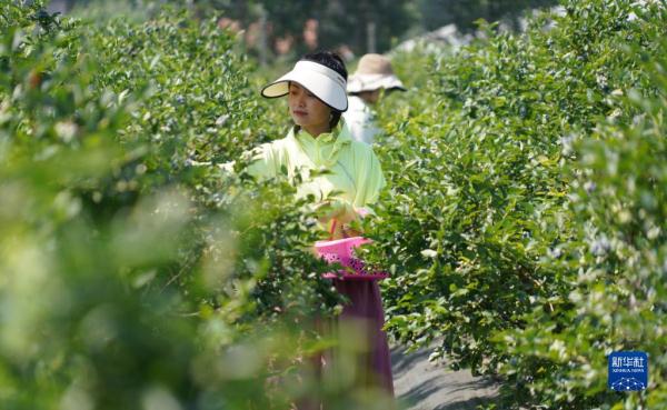 山东沂南：蓝莓飘香采摘忙