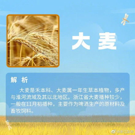 夏粮收什么?小麦以外的夏粮,你还知道哪些? 夏粮收什么?小麦以外的夏粮,你还知道哪些?