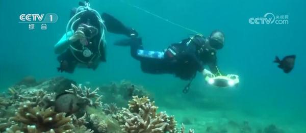 守护海洋家园 我国海洋生物多样性显著提高 生态环境状况稳中趋好