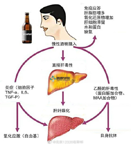 为什么大量饮酒会导致脂肪肝? 为什么大量饮酒会导致脂肪肝?
