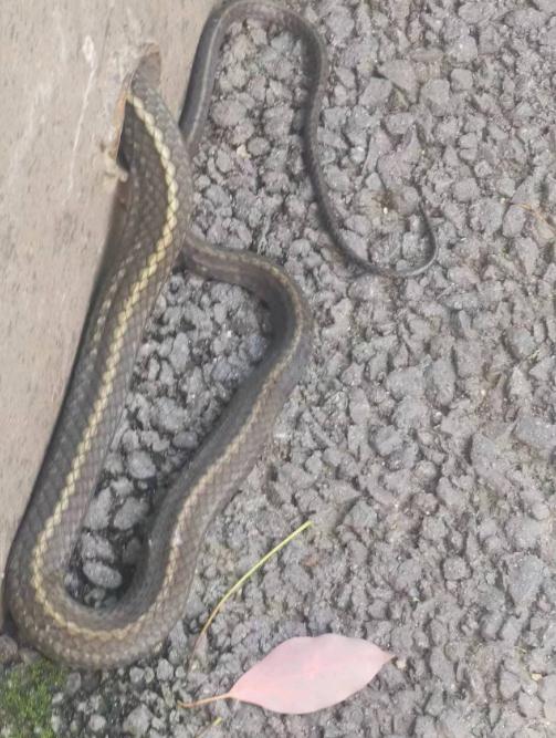 吓人!合肥一小区惊现!专家:正高峰期 吓人!合肥一小区惊现!专家:正高峰期