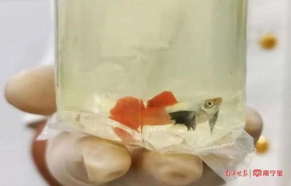 海关人员在行李箱中发现69个透明塑料水袋，都是活体！