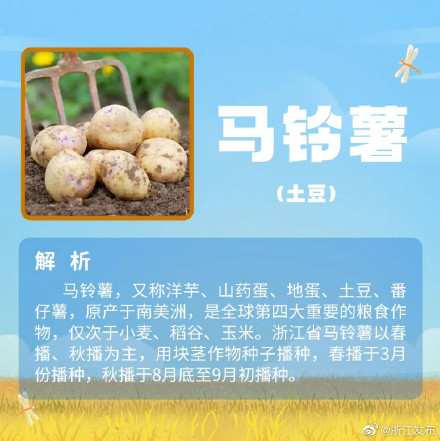 夏粮收什么?小麦以外的夏粮,你还知道哪些? 夏粮收什么?小麦以外的夏粮,你还知道哪些?