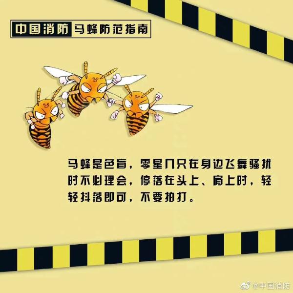 蜂出没，请注意，消防员化身“清蜂侠”
