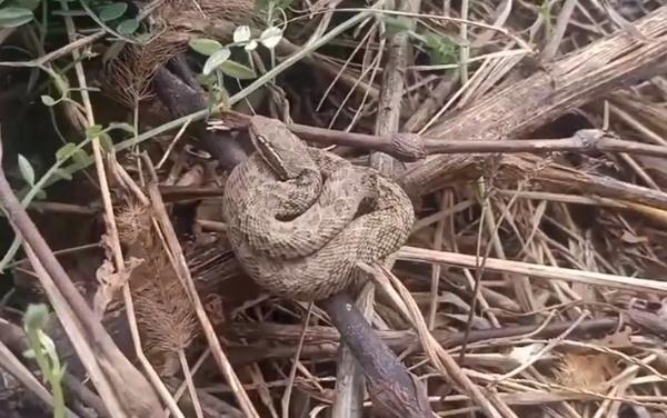 吓人!合肥一小区惊现!专家:正高峰期 吓人!合肥一小区惊现!专家:正高峰期