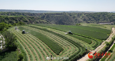 陇拍客|环县：百万亩紫花苜蓿开镰收割