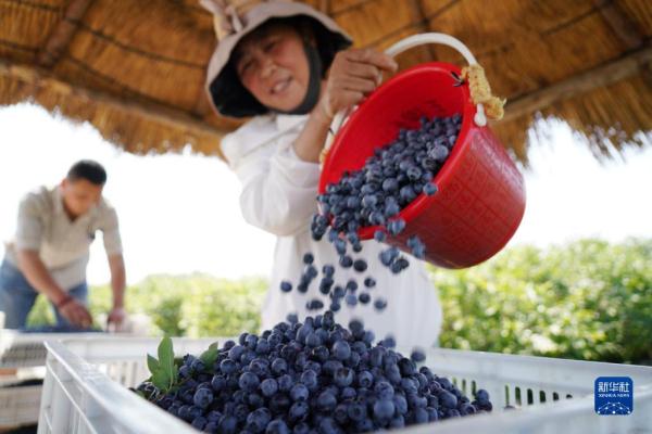 山东沂南：蓝莓飘香采摘忙