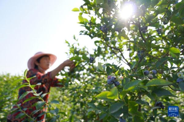 山东沂南：蓝莓飘香采摘忙