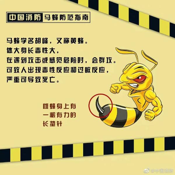 蜂出没，请注意，消防员化身“清蜂侠”