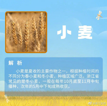 夏粮收什么?小麦以外的夏粮,你还知道哪些? 夏粮收什么?小麦以外的夏粮,你还知道哪些?