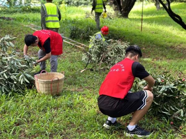 预估10万斤！“荔枝大学”免费吃荔枝！网友：羡慕了