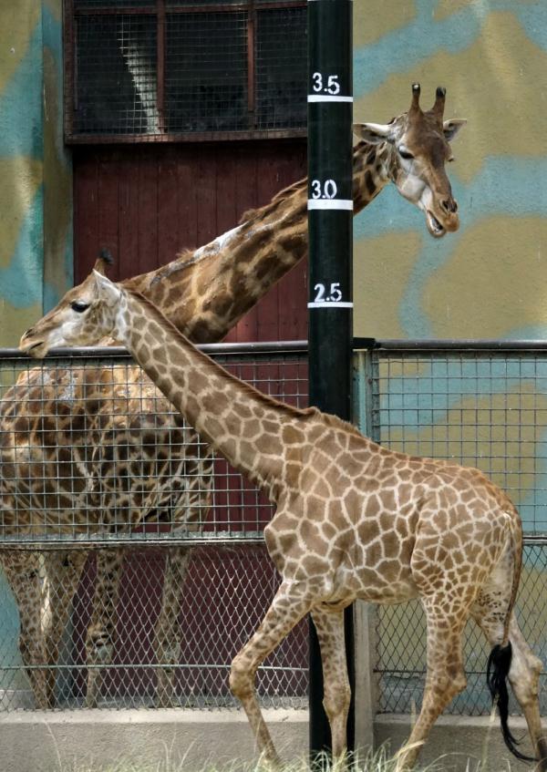 动物园萌宝引游人