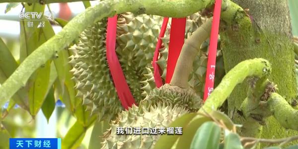 国产“水果之王”，来了！爱了爱了！