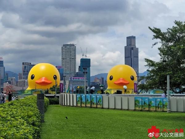 香港中环大黄鸭“热瘪了”，这都行？？