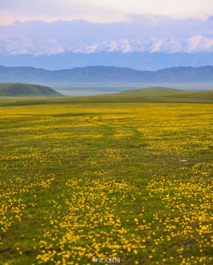 见者好运空中草原上的金莲花开了