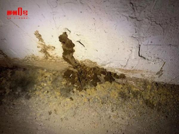 头皮发麻！柳州一小区大量出现这东西，水泥都被“啃”掉！还会影响楼体