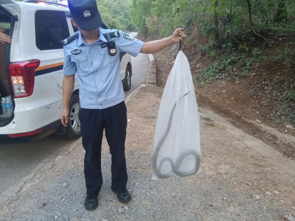 “不速之客”来访，民警捕蛇化险情