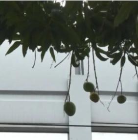 最近广州路边这种“水果”掉满地！提醒：千万别吃！