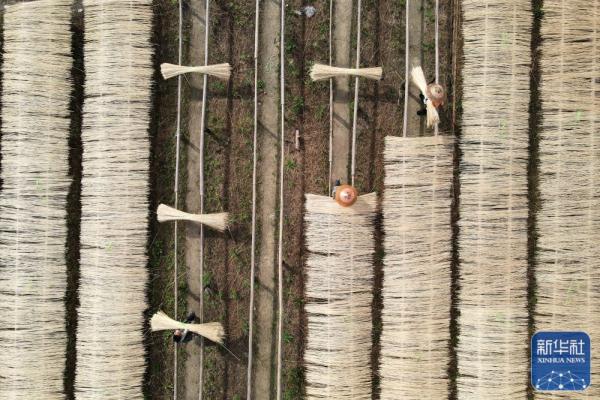 湖南双峰:竹产业助力乡村振兴 湖南双峰:竹产业助力乡村振兴