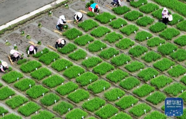 夏日劳作忙 夏日劳作忙