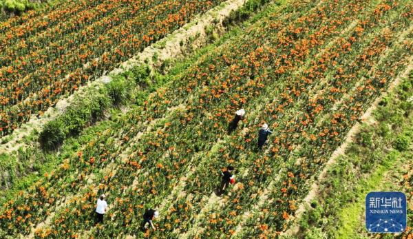 夏日劳作忙 夏日劳作忙