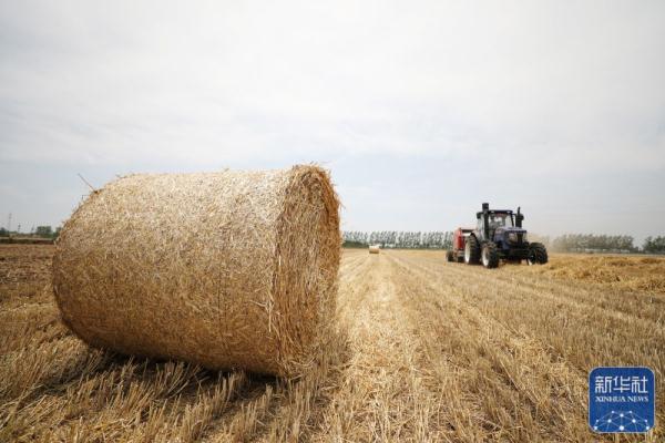 夏日劳作忙 夏日劳作忙