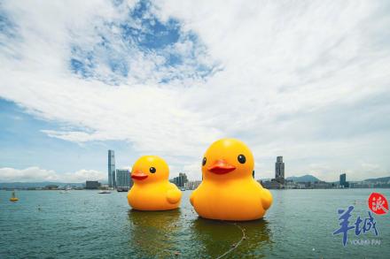 大黄鸭脱单啦!带着小伙伴重游维多利亚港 大黄鸭脱单啦!带着小伙伴重游维多利亚港